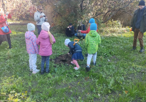 Róża dzielnie zasypuje sadzonkę