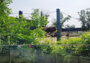 słonie