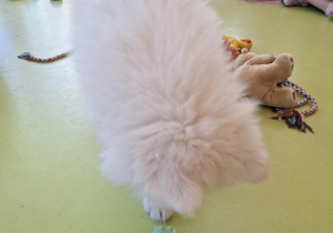 Samoyed