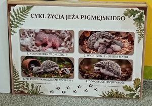 Dzieci słuchają ciekawostek o jeżyku