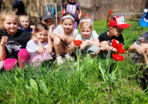 oglądamy tulipany