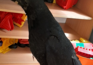 Kruk pozuje do zdjęcia