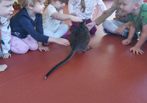 Pademelon prezentuje się przedszkolakom