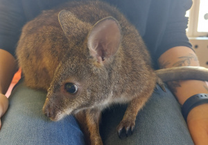 Pademelon Wally
