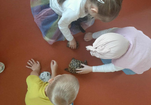 Zabawy z żółwikiem