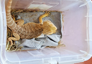 Kameleon i jaszczurka