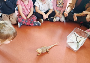 Dziewczynka przygląda się kameleonowi