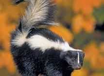 Pokaz zwierząt - "Skunks"