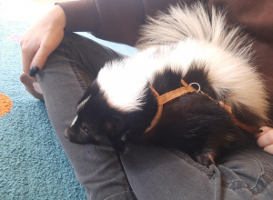 Pokaz zwierząt - "Skunks"