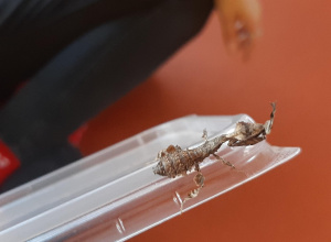 Pokaz zwierząt - "Modliszka i karaczany"