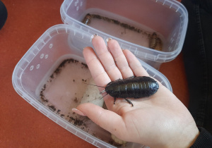 Pani trzyma karaczana na dłoni