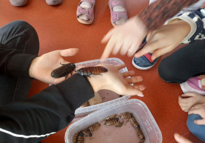 Zajęcia przyrodnicze