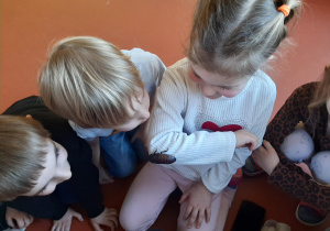 Obserwujemy karaczana