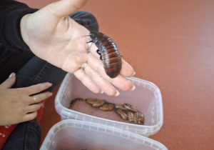 Pani prezentuje karaczana