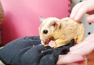 Lotopałanka Rysio je jabłuszko