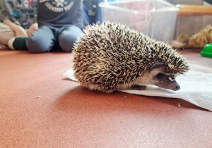 Prześliczny jeż pigmejski Igusia