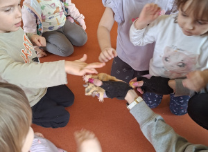 Pokaz zwierząt - lotopałanka i jeż