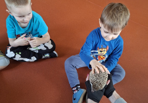 Chłopiec głaszcze jeżyka