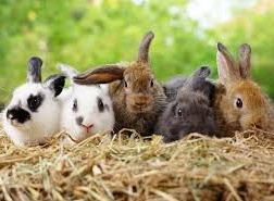 Pokaz zwierząt: "Królik i szynszyla"