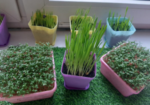 Dbamy o nasz kącik przyrodniczy