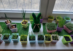 Owies zasiany przez dzieci pięknie się prezentuje