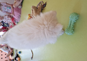 Samoyed
