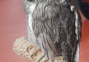 Piękna sowa