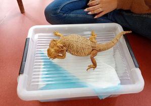 Piękny kameleon!