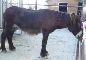 Osiołek.